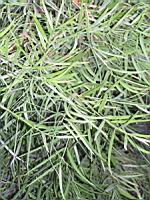 Podocarpus - Podocarpus macrophyllus (fam  Podocarpacees) (Est de la Chine, Japon) (01) (Photo F. Mrugala)